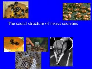 The social structure of insect societies