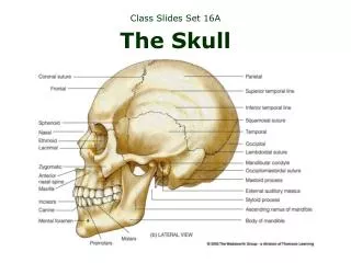 Class Slides Set 16A The Skull