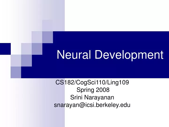 neural development