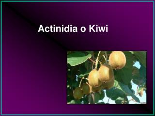 Actinidia o Kiwi