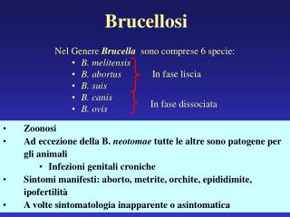 brucellosi