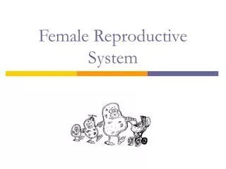 Female Reproductive System