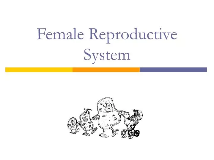 female reproductive system