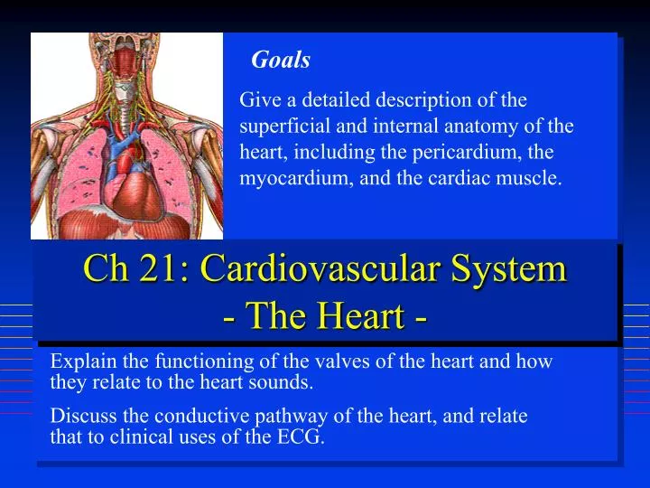 ch 21 cardiovascular system the heart