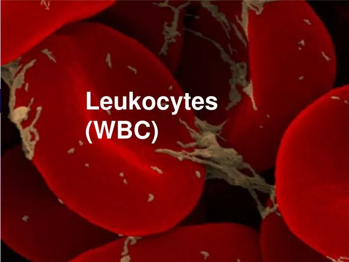 leukocytes wbc