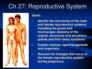 Ch 27: Reproductive System