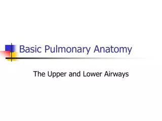 Basic Pulmonary Anatomy