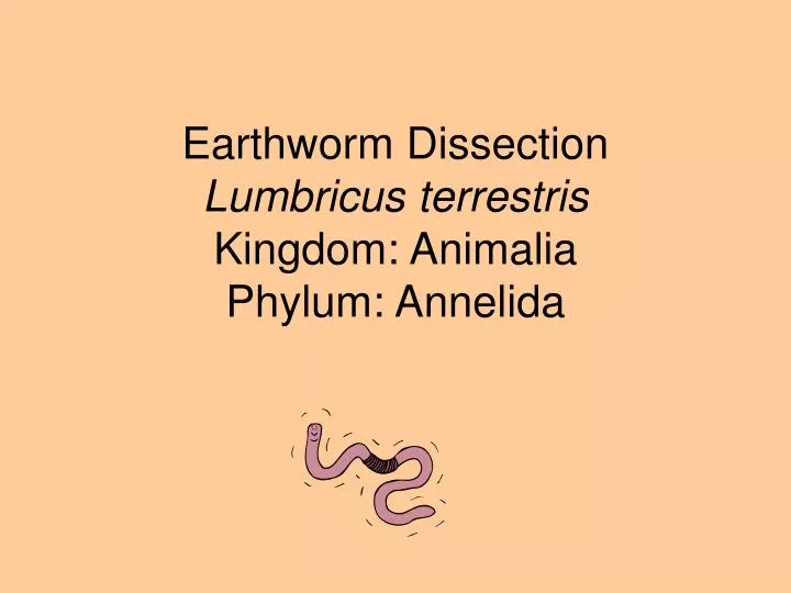 earthworm dissection lumbricus terrestris kingdom animalia phylum annelida
