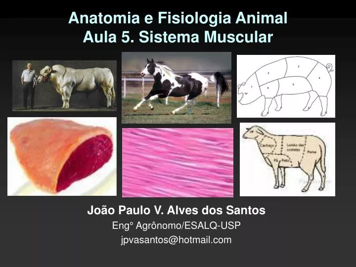 anatomia e fisiologia animal aula 5 sistema muscular