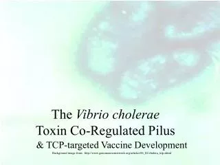 &amp; TCP-targeted Vaccine Development Background image from: http://www.genomenewsnetwork.org/articles/06_02/cholera_t