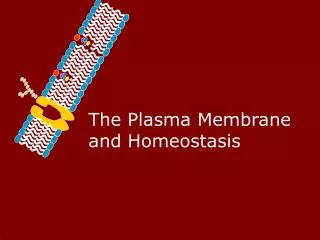 the plasma membrane and homeostasis