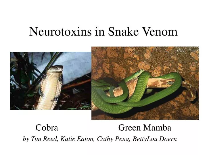neurotoxins in snake venom