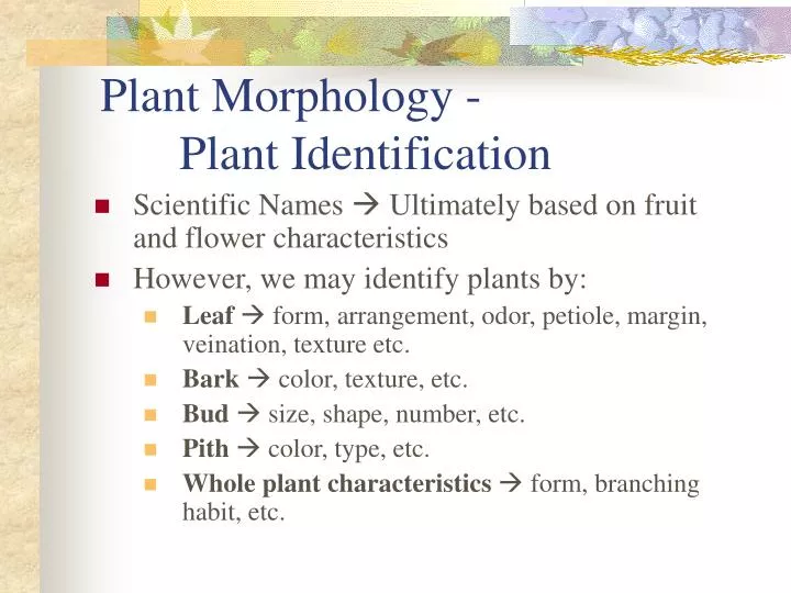 plant morphology plant identification