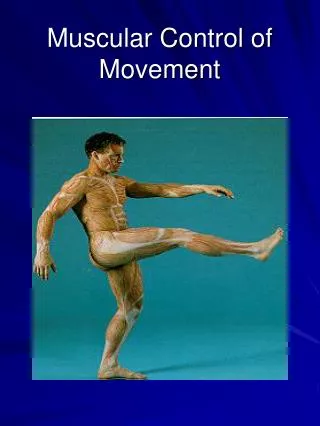 Muscular Control of Movement