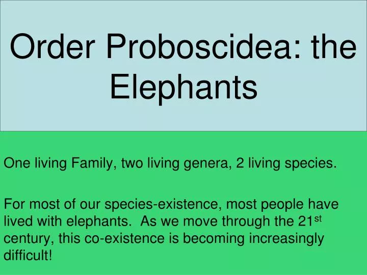 order proboscidea the elephants