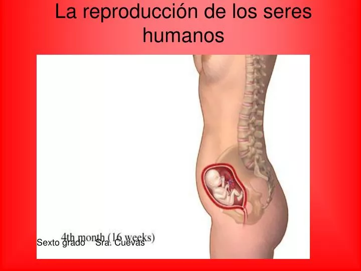 la reproducci n de los seres humanos