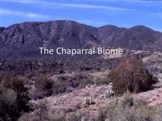 The Chaparral Biome