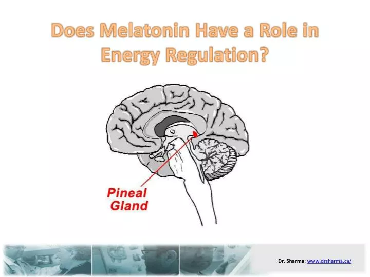 does melatonin have a role in energy regulation