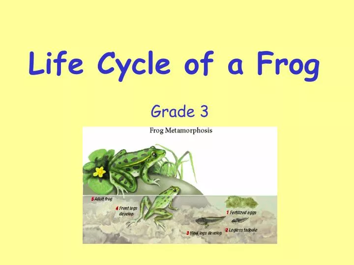 life cycle of a frog