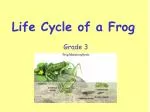 PPT - What is the life cycle of a mouse? PowerPoint Presentation, free ...