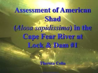 Assessment of American Shad ( Alosa sapidissima ) in the Cape Fear River at Lock &amp; Dam #1