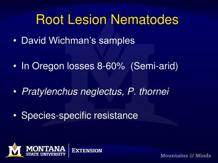 root lesion nematodes