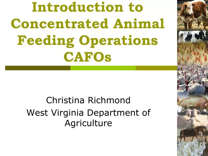 introduction to concentrated animal feeding operations cafos