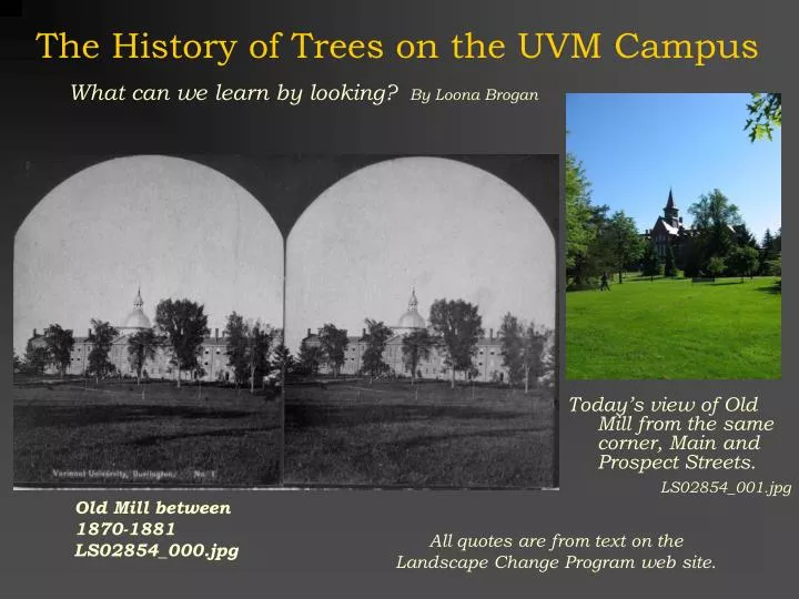 the history of trees on the uvm campus