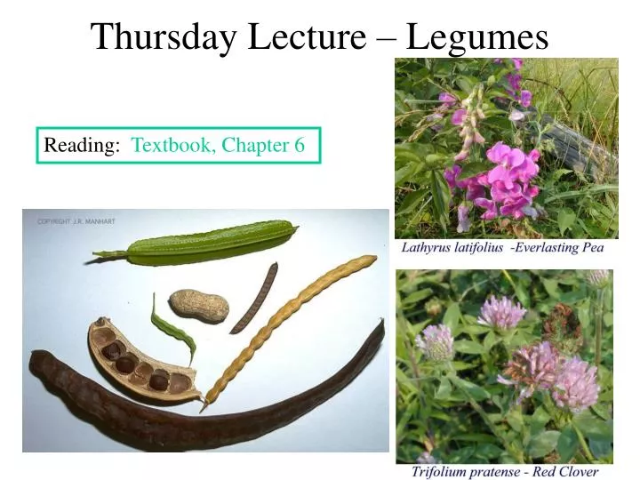 thursday lecture legumes