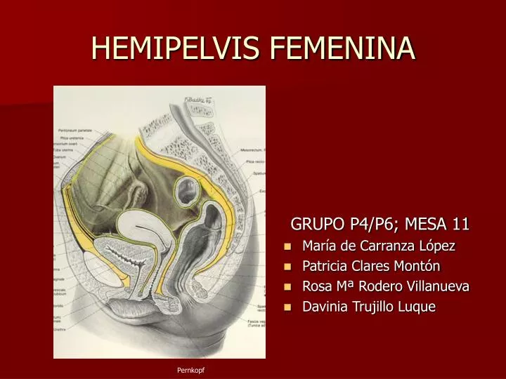 hemipelvis femenina