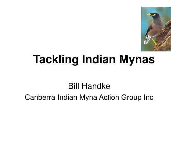 tackling indian mynas