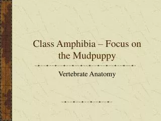 Class Amphibia – Focus on the Mudpuppy