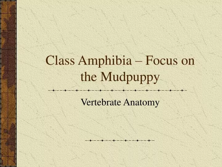 class amphibia focus on the mudpuppy