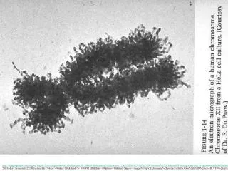 Chromatin: Nucleosomes &amp; Spacer DNA