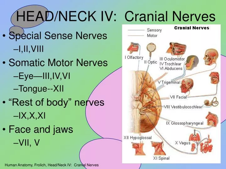 head neck iv cranial nerves