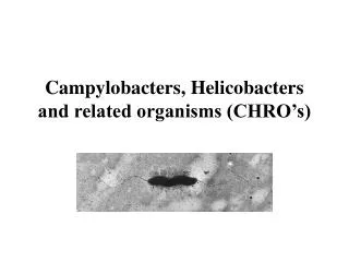 Campylobacters, Helicobacters and related organisms (CHRO’s)