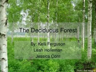 The Deciduous Forest