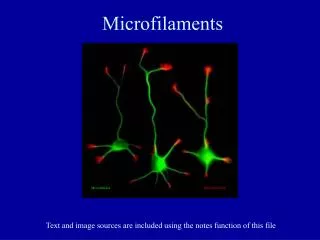 Microfilaments