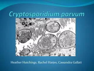 Cryptosporidium parvum