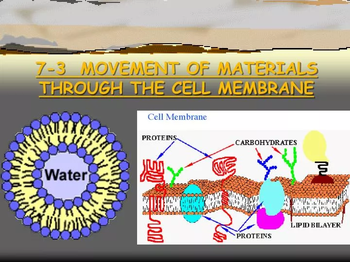 7 3 movement of materials through the cell membrane