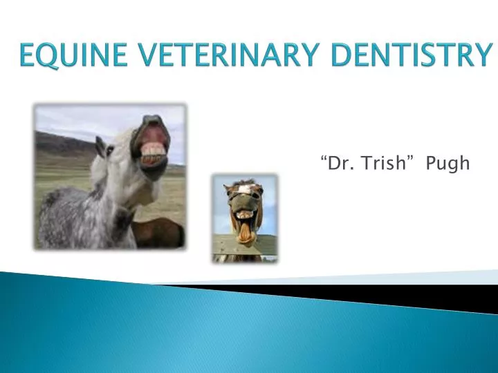 equine veterinary dentistry