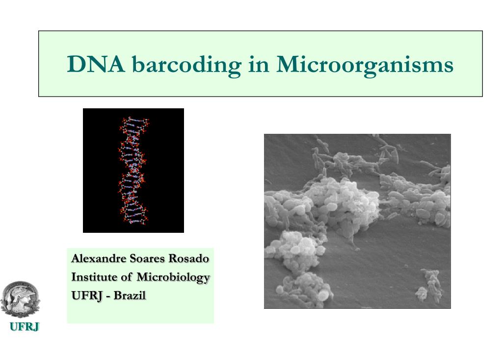 Barcoding Microrna PPT - DNA barcoding in Microorganisms PowerPoint Presentation, free ...