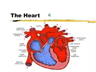 the heart