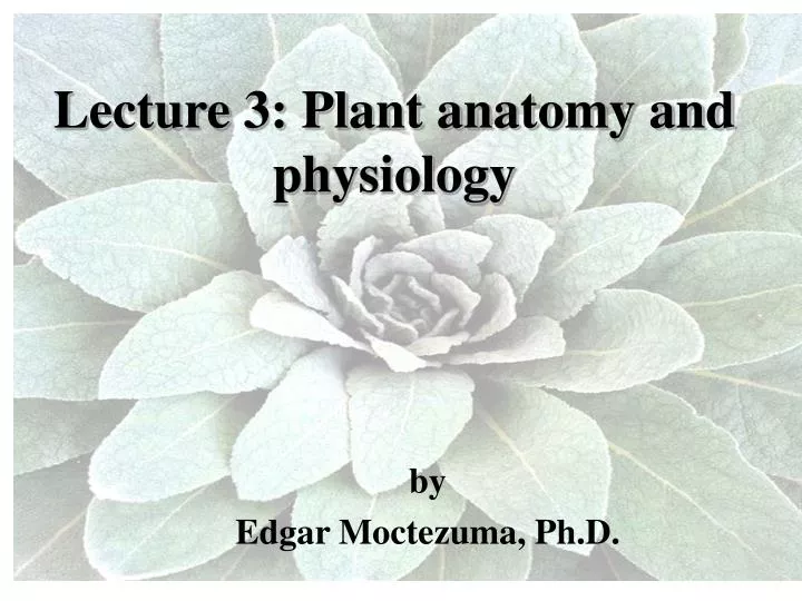 lecture 3 plant anatomy and physiology