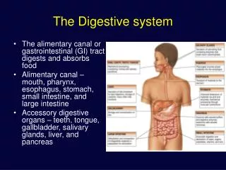 The Digestive system