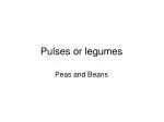 Pulses or legumes - slide 1