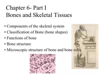 Chapter 6- Part I Bones and Skeletal Tissues