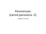 Parvoviruses (canine parvovirus -2)