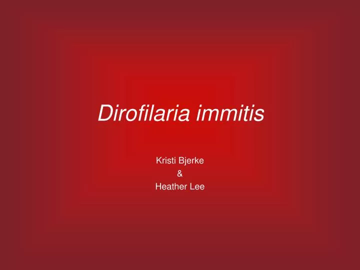 dirofilaria immitis