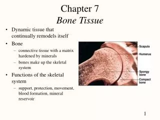 Chapter 7 Bone Tissue